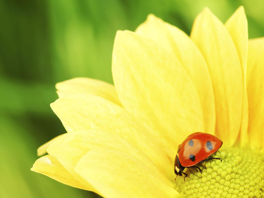 Perché coltivare con metodi bio